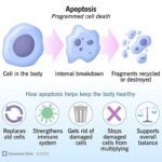Apoptosis Explained