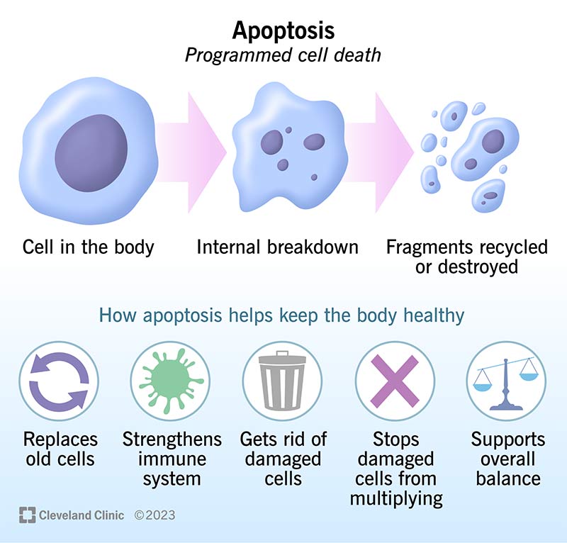 Apoptosis Explained