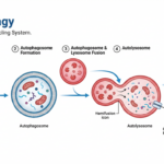 What Is Autophagy?