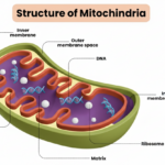 What is Mitochondria