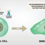 What is Senescence?