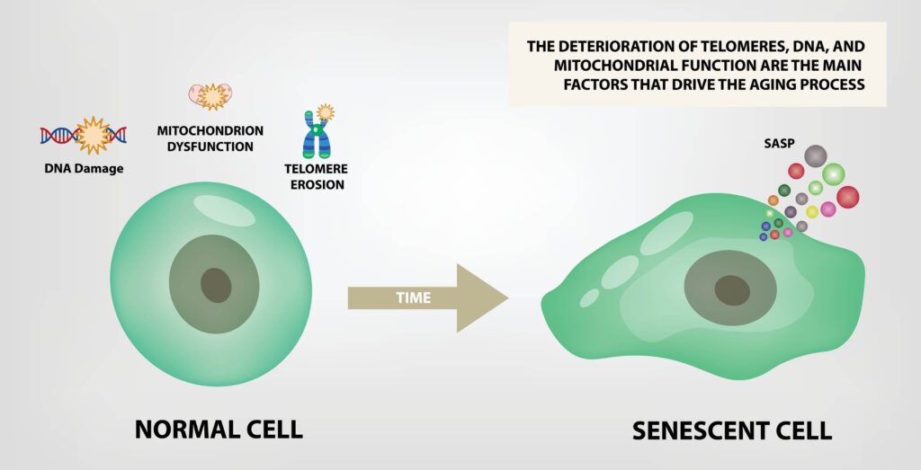 What is Senescence?