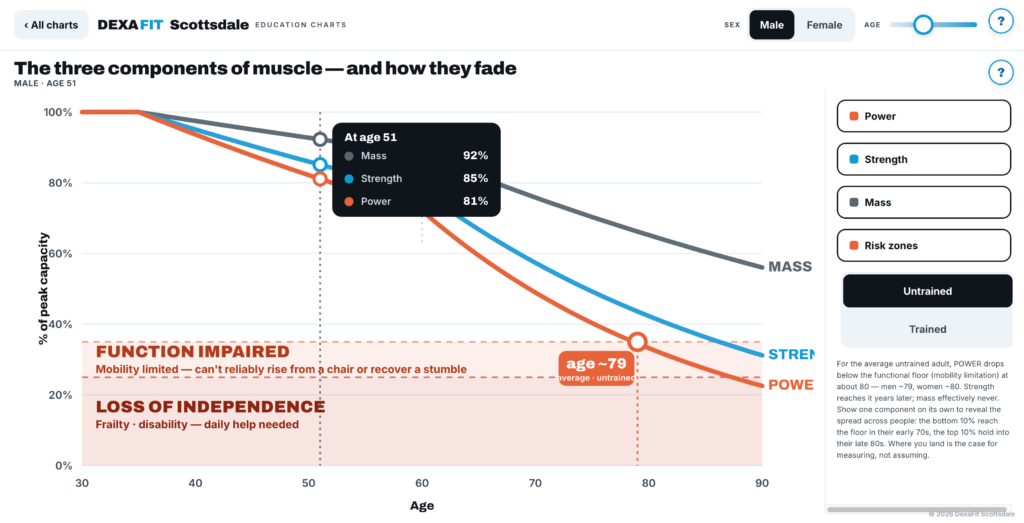 The Three Components of Muscle — and How They Fade