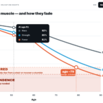 The Three Components of Muscle — and How They Fade